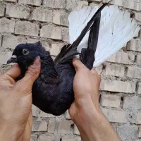 کفتر اشعل دم سفید|پرنده|اهواز, کوی طلاب|دیوار