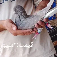 دم سفید|پرنده|اهواز, فرهنگ شهر|دیوار