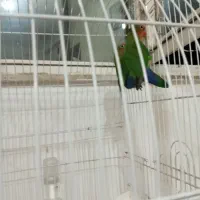 دو عدد طوطی برزیلی|پرنده|بومهن, |دیوار