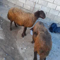 دوراس گوسفند دندان انداختن|حیوانات مزرعه|ارشق, |دیوار