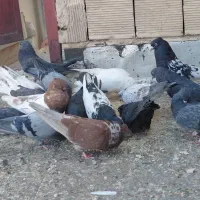 کبوتر