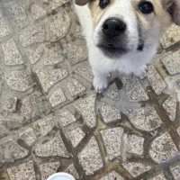 واگذاری سگ رایگان