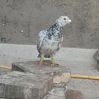 سرور .هفترنگ.