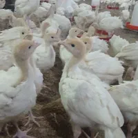 جوجه بوقلمون بیوتی6 اصل فوق سنگین