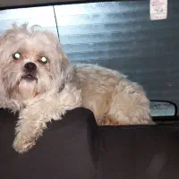 سگ اشپیتز|سگ|خرم‌آباد, |دیوار