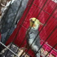 یک عدد جفت عروس پاریس  سرحال و ریتم خون|پرنده|اهواز, کیانشهر|دیوار