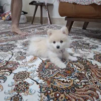 فروش سگ خانگی