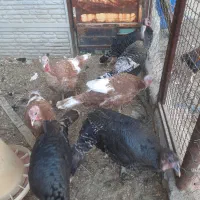 بوقلمون ماده