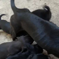 سگ پا کوتاه|سگ|صحنه, |دیوار