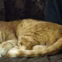 گربه بازیگوش