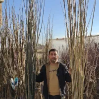 نهال کبوده و صنوبر نیگرا ترکیه|خدمات باغبانی و درختکاری|اردبیل, |دیوار