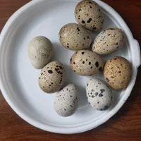 تخم بلدرچین نطفه دار