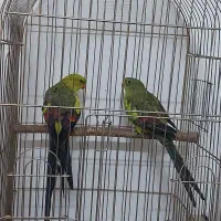 فروش جفت طوطی کمیاب نائب السلطنه|پرنده|تهران, شهرآرا|دیوار