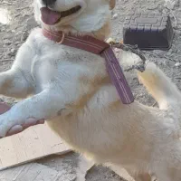 سگ ژرمن هاسکی