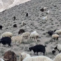 15راس میش سیه دم و گوزلی درجه یک جفت65