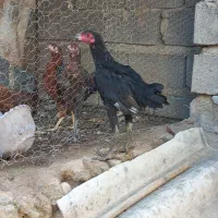 یک جفت جوجه لاری