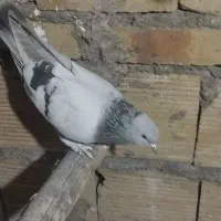 کفتر ترکیه ای کاغذی