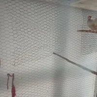 فنچ نرگسی شکلاتی|پرنده|هندیجان, |دیوار