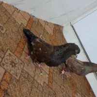 کبوتر زرگان