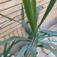 گل وگیاه طبیعی یوکا