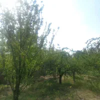 باغ 100متری در دالین