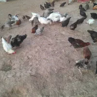 مرغ|حیوانات مزرعه|پاپی, |دیوار