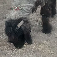 میش .بره .|حیوانات مزرعه|اردل, |دیوار