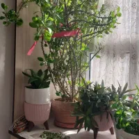 گل آپارتمانی