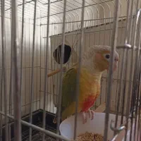 طوطی گرینچیک ماده|پرنده|فردیس, فرامرزیه|دیوار