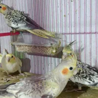 عروس هلندی|پرنده|میاندوآب, |دیوار