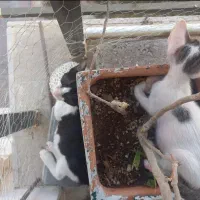 سرپرستی متعهد برای گربه