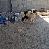 چهار راس بره نر ماده 56میلیون