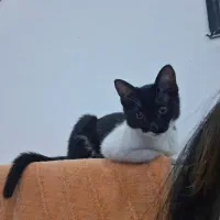 بچه گربه