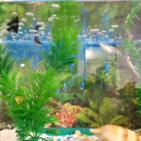 آکواریوم ماهی