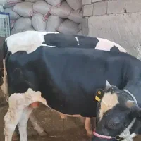 چهارتا گوساله هلیشتاین اصلی