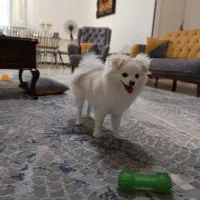 واگذاری هاپو کوچولو|سگ|تهران, جردن|دیوار