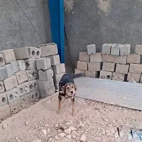 واگذاری سگ ماده