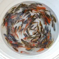 ماهی کوی|ماهی|تهران, جوادیه|دیوار