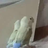 گمشد طوطی کوتوله برزیلی.|پرنده|قم, انصار‌الحسین|دیوار