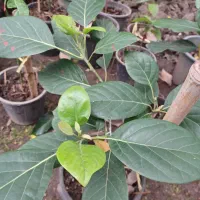 فروش نهال آواکادو زاتانو پیوندی نوع درجه۱ حسن پور