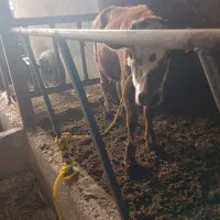 گوساله ماده