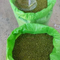ماش درشت ارتشی