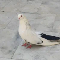 دمسیاه