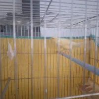 قناری نر درشت|پرنده|همدان, |دیوار