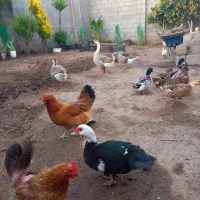 غو غاز اوکراینی نر و ماده