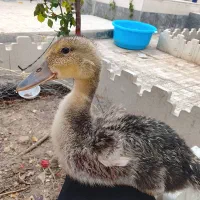 یک جفت اردک نر ماده