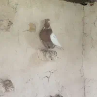 کبوتر طوقی|پرنده|آشخانه, |دیوار