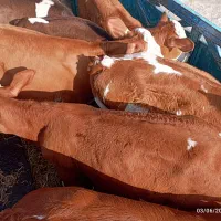 گوساله درجه یک و آث