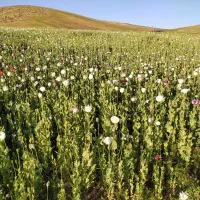 فروش یا معاوضه باغ در روستای باداور