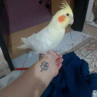 عروس هلندی